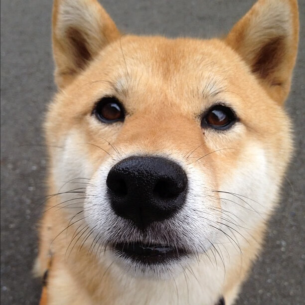 国际健美比赛，展现雕塑般的身材之巅，国际健美大赛视频