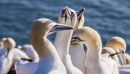 九游游戏中心-塞尔维亚女篮在欧洲锦标赛中全力拼搏，享受荣誉时刻，塞尔维亚女篮球