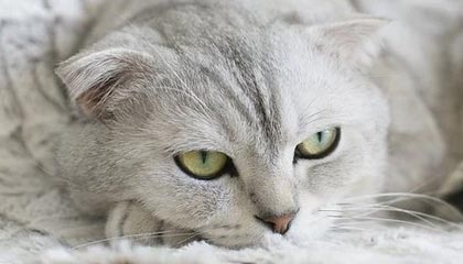 九游游戏中心-塞尔维亚女篮在欧洲锦标赛中全力拼搏，享受荣誉时刻，塞尔维亚女篮球