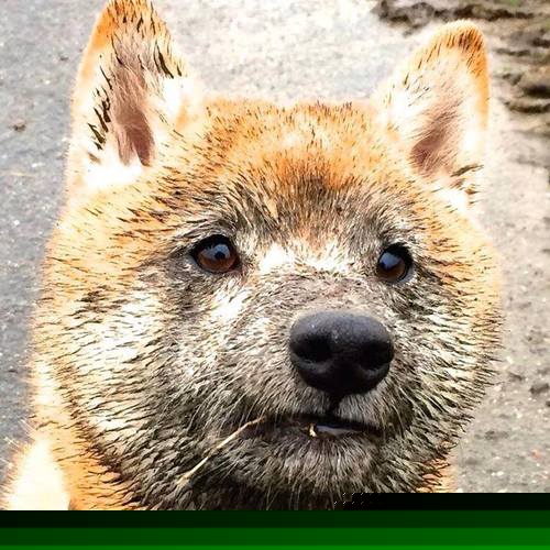 【规则深度解读】最新犯规与罚分变化解析，运动员该如何应对？